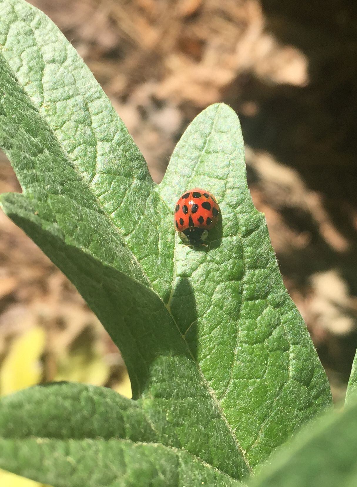 Ladybugs versus Asian Lady Beetles – 95.5 WSB